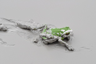 Žaba predierajúca sa lepkavým bahnom na Hodrušskom odkalisku. (Po odfotení som ju preniesol 
        do čistej vody, inak by neprežila).Hodrusa